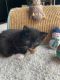 American Shorthair Cats for sale in Walnut, California. price: $100