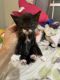 American Shorthair Cats for sale in Arlington, Texas. price: $60