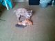 American Shorthair Cats for sale in Aurora, IL, USA. price: $40