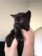 American Shorthair Cats for sale in California, USA. price: $30