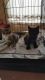 American Shorthair Cats for sale in Fontana, CA, USA. price: NA
