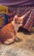 American Shorthair Cats for sale in Port Allegany, PA 16743, USA. price: NA