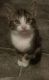 American Shorthair Cats for sale in Wilmington, NC, USA. price: $400