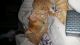 American Shorthair Cats for sale in Ypsilanti Charter Twp, MI, USA. price: NA