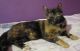 American Shorthair Cats for sale in Ann Arbor, MI, USA. price: NA