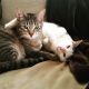 American Shorthair Cats for sale in Ferndale, MI 48220, USA. price: NA