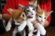 American Shorthair Cats for sale in Indianapolis, IN, USA. price: NA