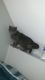 American Shorthair Cats for sale in Waterbury, CT, USA. price: $75