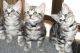 American Shorthair Cats for sale in Aurora, CO, USA. price: $350
