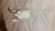 American Shorthair Cats for sale in New Castle, DE 19720, USA. price: NA