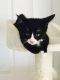American Shorthair Cats for sale in Locust Grove, GA, USA. price: NA