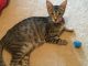 American Shorthair Cats for sale in Locust Grove, GA, USA. price: NA