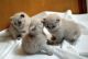 American Shorthair Cats for sale in Georgetown, GA, USA. price: NA