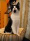 American Shorthair Cats for sale in San Bernardino, CA, USA. price: NA