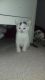 American Shorthair Cats for sale in NJ-17, Paramus, NJ 07652, USA. price: NA