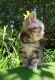 American Shorthair Cats for sale in San Francisco, CA 94154, USA. price: NA