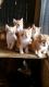 American Shorthair Cats for sale in Sidney, MI 48885, USA. price: NA