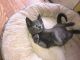 American Shorthair Cats for sale in Dartmouth, MA, USA. price: NA