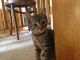 American Shorthair Cats for sale in Minneapolis, MN, USA. price: $100