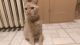 American Shorthair Cats for sale in Shamokin, PA 17872, USA. price: NA