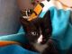 American Shorthair Cats for sale in Florida, NY, USA. price: $350