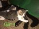 American Shorthair Cats for sale in Daleville, IN 47334, USA. price: $30