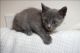 American Shorthair Cats for sale in Torrance, CA 90503, USA. price: NA