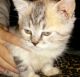 American Shorthair Cats for sale in Milwaukee, WI 53219, USA. price: NA