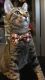 American Shorthair Cats for sale in Louisville, KY, USA. price: $100