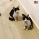 American Shorthair Cats for sale in South Carolina Ave SE, Washington, DC 20003, USA. price: $450