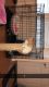 American Shorthair Cats for sale in Akron, OH, USA. price: NA