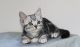 American Shorthair Cats for sale in Raleigh, NC, USA. price: NA