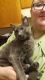 American Shorthair Cats for sale in Amelia, OH 45102, USA. price: NA