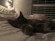 American Shorthair Cats for sale in Winter Springs, FL, USA. price: NA