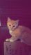 American Shorthair Cats for sale in Greensboro, NC, USA. price: NA