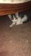 American Shorthair Cats for sale in Vallejo, CA, USA. price: $30