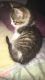 American Shorthair Cats for sale in Tipton, IN 46072, USA. price: NA