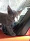 American Shorthair Cats for sale in El Monte, CA, USA. price: $60