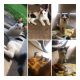 American Shorthair Cats for sale in Rocky Hill, CT, USA. price: $20