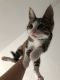 American Shorthair Cats for sale in St Paul, MN, USA. price: $70