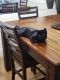 American Shorthair Cats for sale in Kissimmee, FL, USA. price: $100