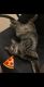 American Shorthair Cats for sale in Cary, NC, USA. price: NA