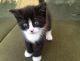 American Shorthair Cats for sale in Everett, WA, USA. price: NA