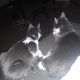 American Shorthair Cats for sale in Syracuse, NY, USA. price: NA