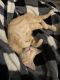 American Shorthair Cats for sale in La Porte, TX 77571, USA. price: $85