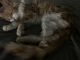 American Shorthair Cats for sale in 1047 Morton Ave, Chester, PA 19013, USA. price: NA