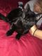 American Shorthair Cats for sale in Dearborn, MI, USA. price: $60