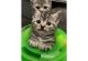 American Shorthair Cats for sale in Atlanta, GA, USA. price: NA