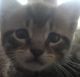 American Shorthair Cats for sale in Columbus, OH, USA. price: NA
