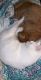 American Shorthair Cats for sale in Pickerington, OH, USA. price: $30